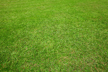 Image showing Green lawn