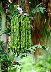 Image showing Palm tree