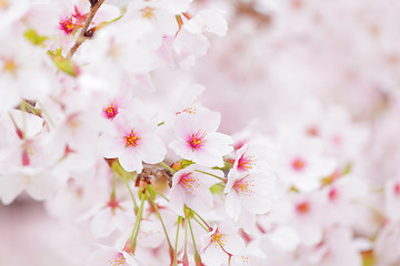 Image showing Sakura in pink