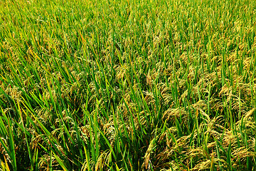 Image showing Green paddy rice field