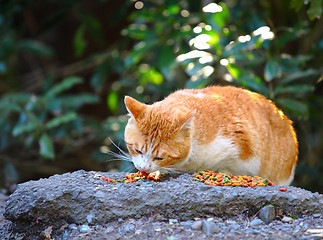 Image showing Street cat