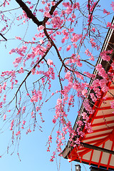 Image showing Sakura tree and temple