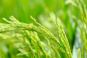 Image showing Paddy rice close up