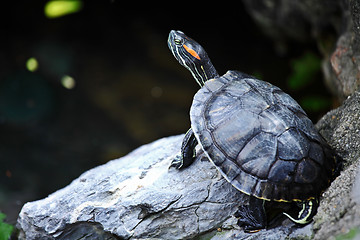 Image showing Tortoise