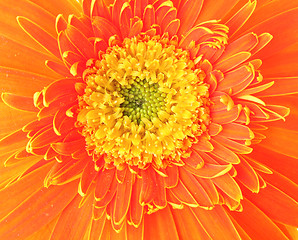 Image showing Orange daisy close up