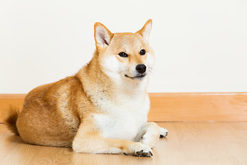 Image showing Shiba in home