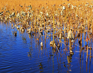 Image showing Dry lotus pond