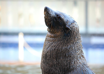 Image showing Sea lion looking up