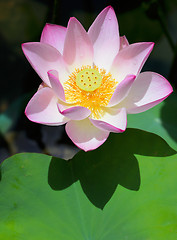 Image showing Pink Lotus flower