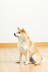 Image showing Brown shiba looking aside