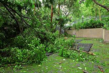 Image showing Garden damaged by typhoon