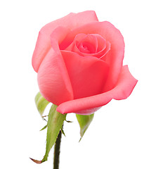 Image showing Pink rose