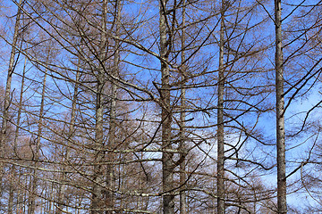 Image showing Pine tree with blue sky
