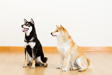 Image showing Two shiba at home and looking aside