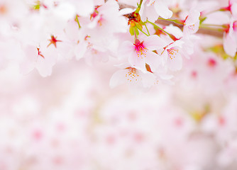 Image showing Sakura close up