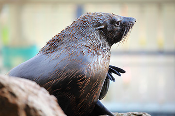 Image showing Sea lion at outdoor