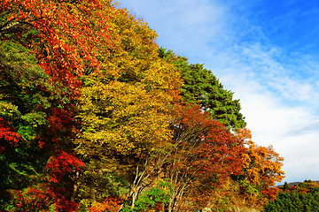 Image showing Colourful forest with blue sky