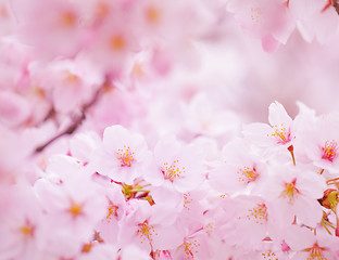 Image showing Sakura in pink