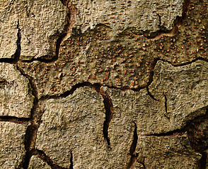 Image showing Tree bark