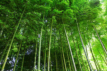 Image showing Bamboo forest