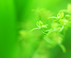 Image showing Green small plant