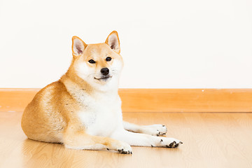 Image showing Brown shiba