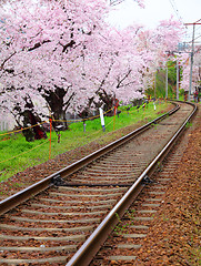 Image showing Sakura with railway