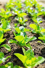 Image showing Lettuce field close up