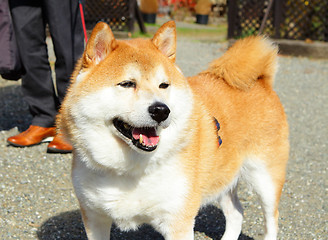 Image showing Shiba at outdoor