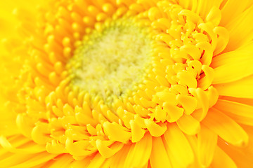 Image showing Yellow daisy close up