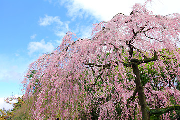 Image showing Cherry tree in Japan