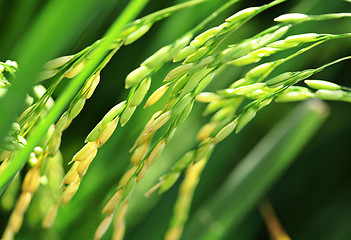 Image showing Fresh paddy rice plant