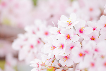 Image showing Sakura tree