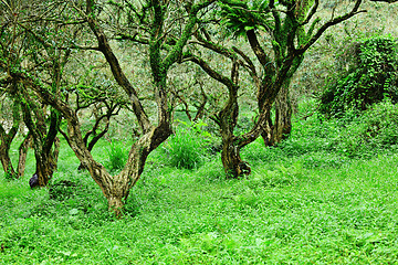 Image showing Forest and green lawn