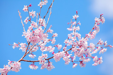 Image showing Sakura