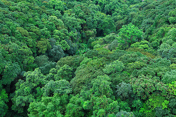 Image showing Forest on mountain