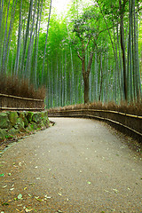 Image showing Bamboo forest and pathway