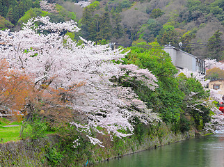 Image showing Sakura tree with river