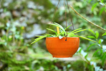 Image showing Green potted plant