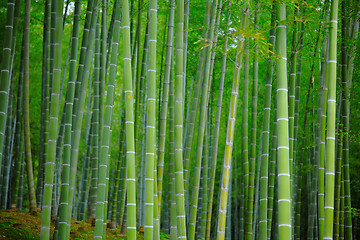 Image showing Bamboo forest at outdoor