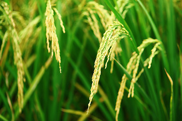 Image showing Paddy rice plant