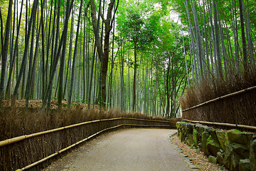 Image showing Bamboo forest with road