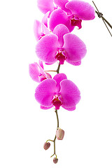 Image showing Orchid