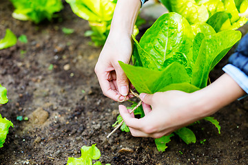 Image showing Agriculture of lettuce