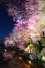 Image showing Sakura tree with river at night