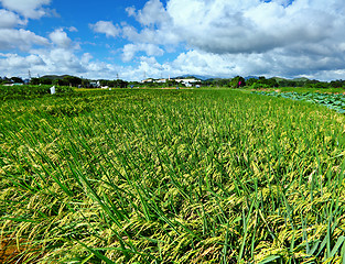 Image showing Paddy rice field and blue sky