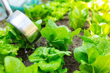 Image showing Fertilization of lettuce