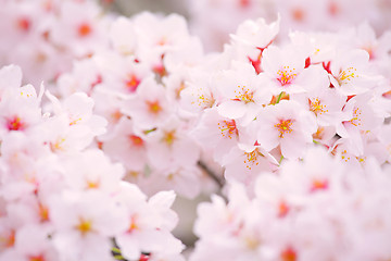 Image showing Sakura in pink