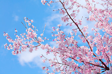 Image showing Sakura tree