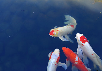 Image showing Koi fish